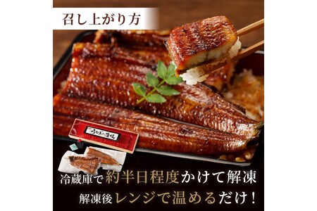 うなぎ／うなぎの蒲焼き2~3人前（1尾）ウナギ特製タレと山椒付き　うなぎの蒲焼・ウナギの蒲焼き
