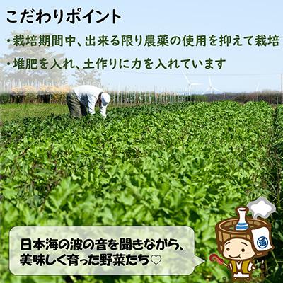 ふるさと納税 あわら市 【毎月定期便】 農家直送 旬の野菜セット 7品目以上全12回 |  | 01