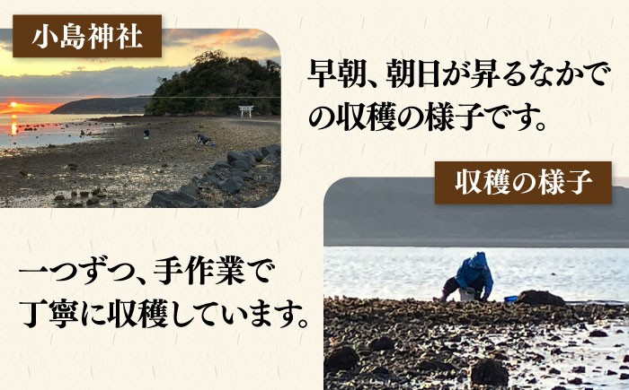 牡蠣 かき カキ 天然 生ガキ カキフライ 魚介 海鮮 貝 BBQ バーベキュー