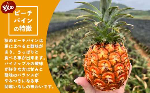 《2025年9月下旬以降発送》最高糖度20度！？ 完熟の極 石垣島産パイナップル 秋のピーチパイン3個セット【 沖縄 石垣島 石垣 八重山 パイン ピーチパイン 期間限定 数量限定 沖縄県 石垣島産 