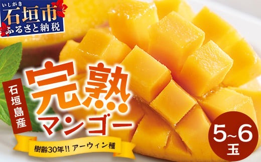 【先行予約】《2026年7月以降より順次発送》石垣島産 マンゴー (アーウィン種) 5～6玉(箱含め約2kg)《樹齢30年の木で育ったマンゴー》｜産地直送 沖縄 石垣島 マンゴー アーウィン マンゴー フルーツ TP-2