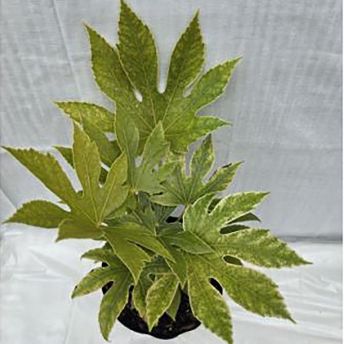 【ふるさと納税】日陰で育つ綺麗な植物 斑入りヤツデ 紬絞り