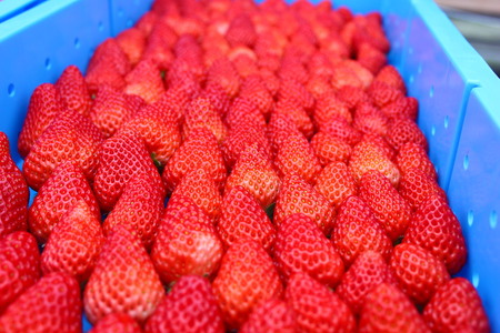 南伊豆産いちご　紅ほっぺ2kg