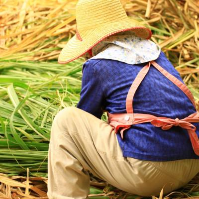 ふるさと納税 中城村 沖縄のさとうきび由来「シュガーケイソ」(30ml×1本) |  | 03