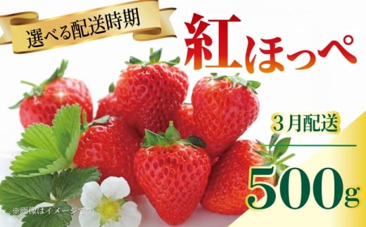 いちご 紅ほっぺ 苺 約500g 果物 フルーツ くだもの イチゴ ジューシー 果汁 果実 ケーキ ジュース ゼリー アイス ジャム デザート スイーツ ふるさと納税いちご ふるさと納税フルーツ 国産 香川県 丸亀市 発送期間：3月