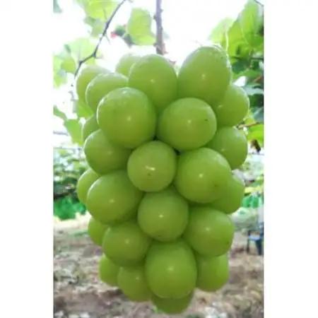 【先行予約】令和8年産 シャインマスカット 約2kg(3房～4房)【配送不可地域：離島】【1721854】