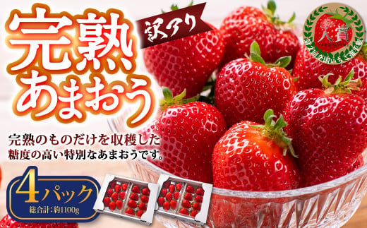 【訳あり】完熟あまおう 約275g×4パック 合計約1.1kg 【2025年1月上旬～3月上旬順次出荷予定】いちご 苺 イチゴ ベリー 果物 フルーツ お取り寄せ デザート おやつ