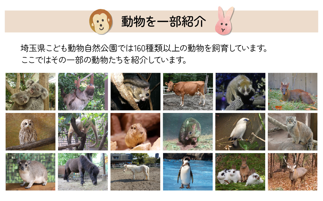 埼玉県こども動物自然公園 年間パスポート 小人1名 | 動物園 年パス 子ども こども 子供 家族 家族 ファミリー コアラ クオッカ カンガルー ペンギン 自然体験 幼児 小学生 家族で楽しむ 子供