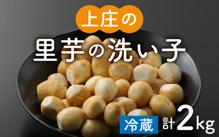【令和7年産 収穫開始！】皮むきいらず、煮っ転がしに最適！上庄の里芋の洗い子【冷蔵】2kg