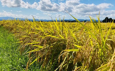 令和7年産 至福のササニシキ（精米）5kg×1袋 米 お米 おこめ 山形県 新庄市 F3S-2414