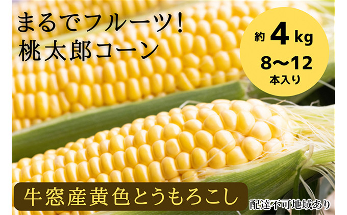 
［2023年先行予約］ まるでフルーツ！最高糖度25度超え 生で甘い、茹でて美味い！牛窓産 黄色 とうもろこし 「桃太郎コーン」約4kg（8～12本入り） [№5735-0982]
