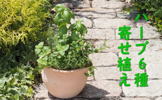 
植物 寄植え ハーブ 6種 寄せ植え つぼ丸型 鉢 25cm
