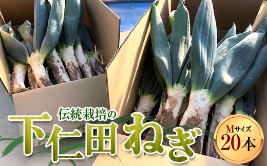 伝統栽培の下仁田ねぎ。寒い冬に最高のすき焼きを♪（M 20本） とろける 甘い ねぎ ネギ 王様ねぎ 殿様ねぎ 特産 栄養たっぷり ブランド 上州ねぎ すきやき F21K-723