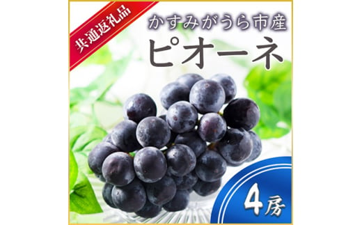 ＜2025年7月より順次発送予定＞ピオーネ　4房(県内共通返礼品:かすみがうら市産)【1401741】