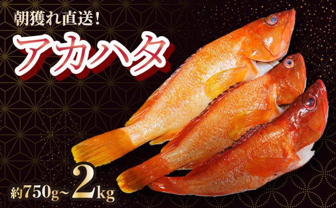 
            KU013/KU014/KU015 ＜先行予約受付中！2025年7月より順次発送＞宮崎県串間産アカハタ(計約750g～約2kg・2~8匹)延縄漁による朝どれ高級魚を漁師直送！ 海の幸【豊漁丸】
          