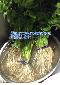 【秋田伝統野菜】三関産せり 5束 せりしゃぶ 冬野菜 鍋料理 セリ鍋 しゃぶしゃぶ 天ぷら おひたし サラダ【BARUバイオジャパン吉村】[B9916]