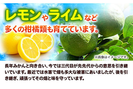 国産ライム 約1.5kg ライム