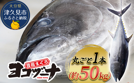 マグロ まるごと1本 約60kg 豊後まぐろヨコヅーナ 大分県津久見市産 マグロ まぐろ 鮪 丸ごと 赤身 大トロ 中トロ トロ 刺身【tsu0003018】