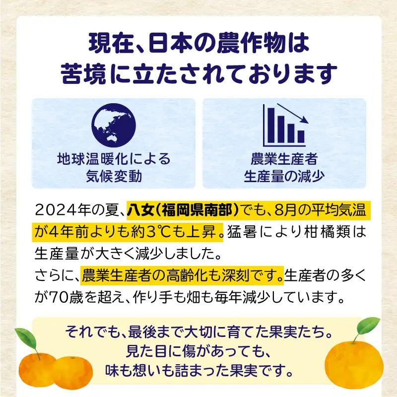 【訳あり】もったいな果シリーズ 不知火 缶詰 5号缶×12缶 セット 007-026