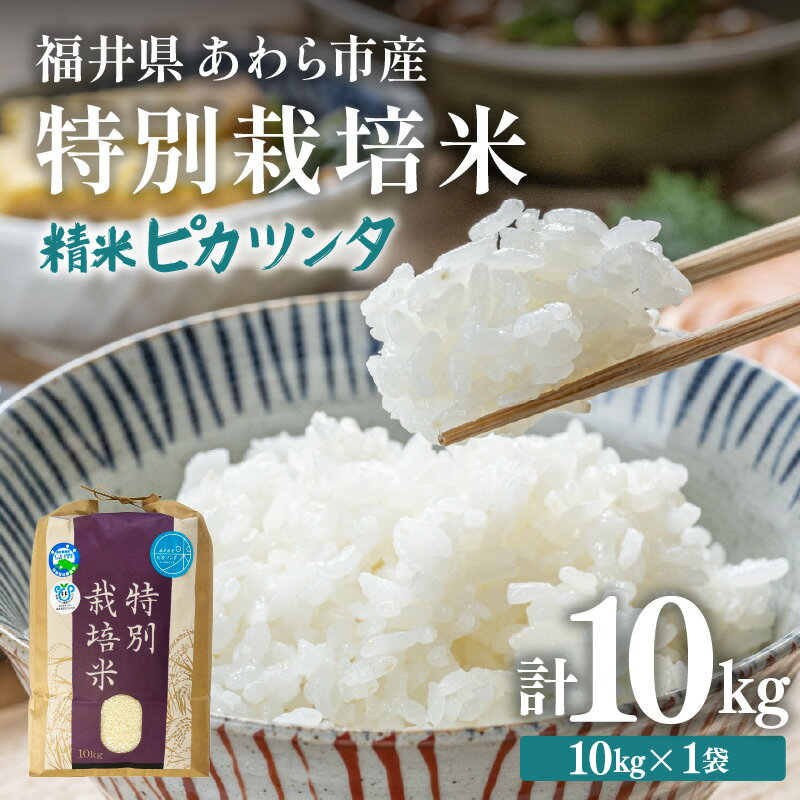 【ふるさと納税】【先行予約】【令和7年産】化学肥料不使用 特別栽培米 ピカツンタ 精米 10kg×1袋 / 白米 米 福井県あわら市産 美味しい 特別栽培米 減農薬 安心な米 旨味 甘み もっちり 冷蔵保管米 ※2025年9月下旬より順次発送
