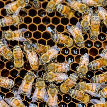 【むろうはちみつ】プロポリス入りはちみつ当帰のど飴１０ヶセット 室生 蜂蜜 薬草 薬膳 大和当帰　当帰葉 父の日 母の日 プレゼント 手土産 お取り寄せ 結婚祝い 内祝い お中元 贈答用 贈り物 暑中
