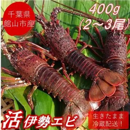 【先行予約】【金曜日発送】漁師直送!千葉県館山産 天然『活』伊勢海老 400g(2～3尾)【配送不可地域：離島・北海道・沖縄県・東北・中国・四国・九州】【1532963】