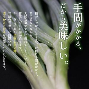 《先行予約》《年内発送》12月配送 幻のねぎ 難波葱 2kg ねぎ 葱 鍋 青ねぎ 白ねぎ 野菜 旬 やさい 産地直送 採れたて 直送 フルーツ 果物 と同糖度 なにわ 伝統野菜 鍋セット 河内 大阪