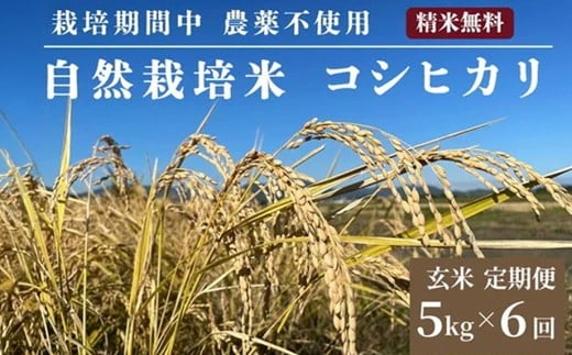 米 予約 令和7年産 定期便 6回 自然栽培米 コシヒカリ 玄米 5kg×6ヶ月 京都府・亀岡産 栽培期間中農薬不使用 ※離島への配送不可 ※2025年12月より順次発送予定