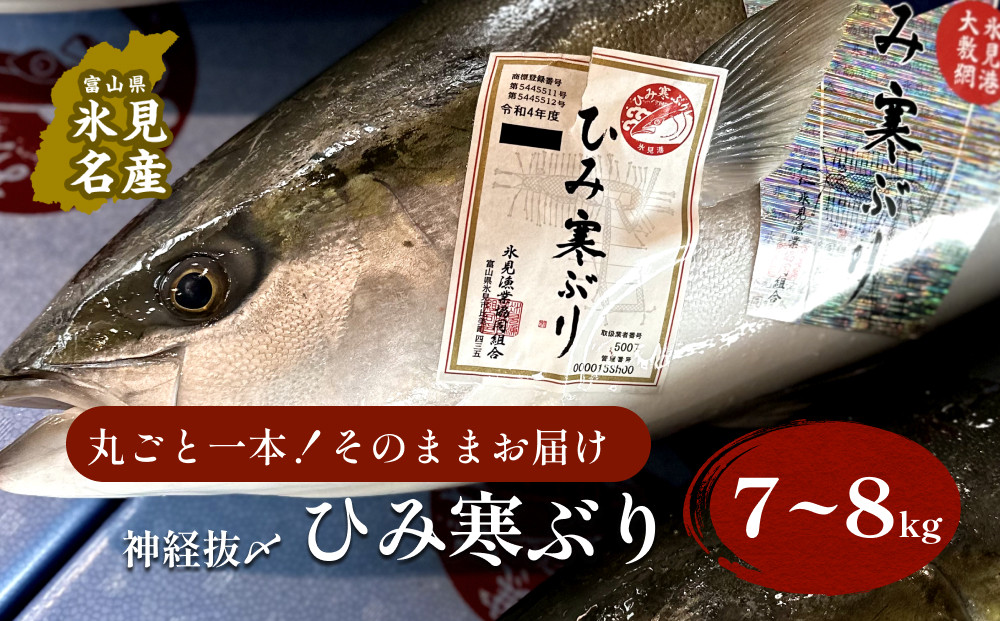 
            〈期間限定〉 ひみ寒ぶり朝どれ1本【7～8kg】（神経抜〆）【半七】※配送地域限定
          