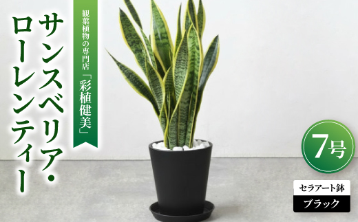 観葉植物 サンスベリア・ローレンティー 7号セラアート鉢 ブラック【配送不可地域：離島・沖縄県】