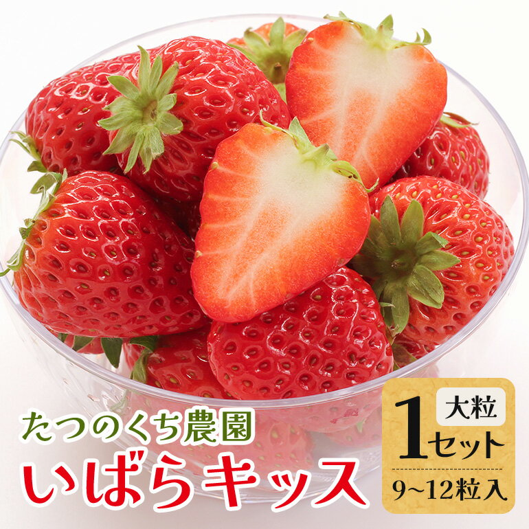 【ふるさと納税】いばらキッス1セット（大粒9～12粒） いちご イチゴ 苺 旬 フルーツ 青果 果物 デザート 茨城 冷蔵 5000円以下 【たつのくち農園】【ho1464】