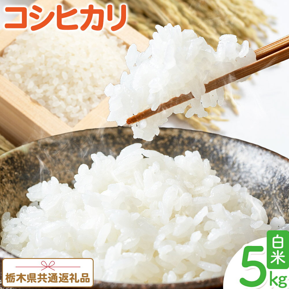 【ふるさと納税】 米 お米 コシヒカリ 5kg 令和6年産 令和7年産 江戸屋農産株式会社《30日以内に出荷予定(土日祝除く)》 栃木県産 コメ 米 こしひかり コシヒカリ5kg 5キロ【栃木県共通返礼品】