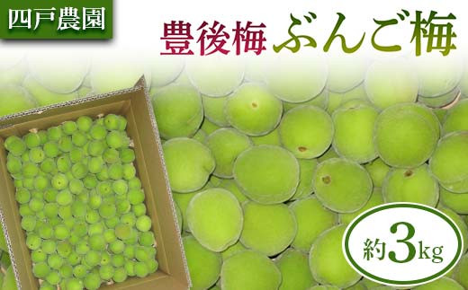 
                  豊後梅（ぶんごうめ） 約3kg 【四戸農園】 梅 梅干し 杏 あんず 梅酒 梅干 梅シロップ 梅ジャム 3キロ 数量限定 F21U-315
                
