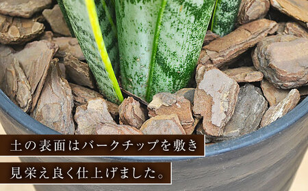観葉植物 サンスベリア  6号 セラート鉢植え / 室内観葉植物  / 室内観葉植物 インテリア セラート おしゃれ 鉢植え/ 大村市 /琴花園 [ACYK021]