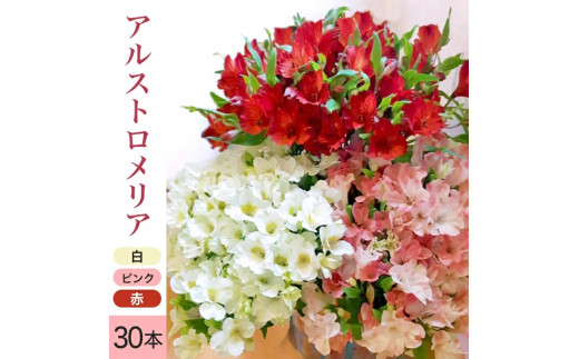 
SB0284　アルストロメリアの花束　計30本(白色、ピンク色、赤色/各10本)
