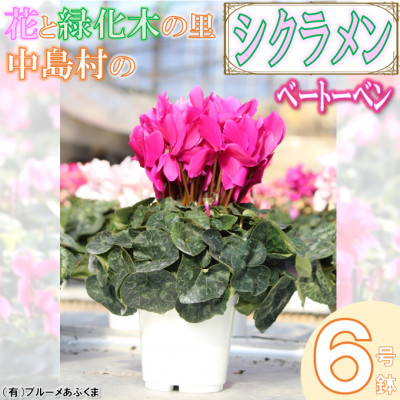【先行予約】シクラメン6号鉢(ベートーベン)　ブルーメあぶくま【配送不可地域：離島・沖縄】【1494367】