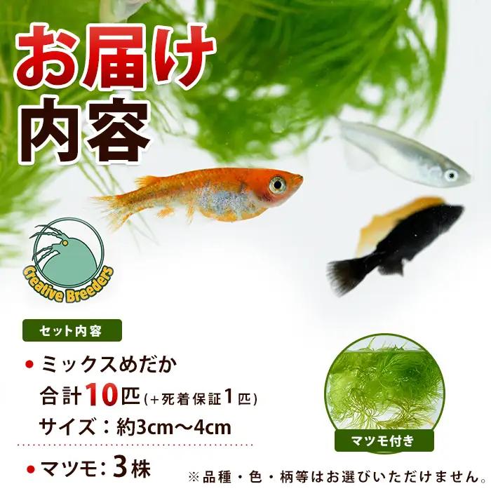 【10営業日以内に発送】ミックスめだか10匹＋マツモ付き (アクアファームはくと/IB167-006)