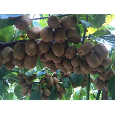 ふるさと納税 琴平町 【香川県共通返礼品】さぬきキウイっこ 約1kg