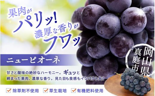 【2026年先行予約】 シャインマスカット&ニューピオーネ 1kg～1.5kg（2房） 2026年9月中旬～ 受付順に発送予定 贈答用にも 花笑み農園 ぶどう 岡山 真庭 ピオーネ 詰め合わせ 食べ比