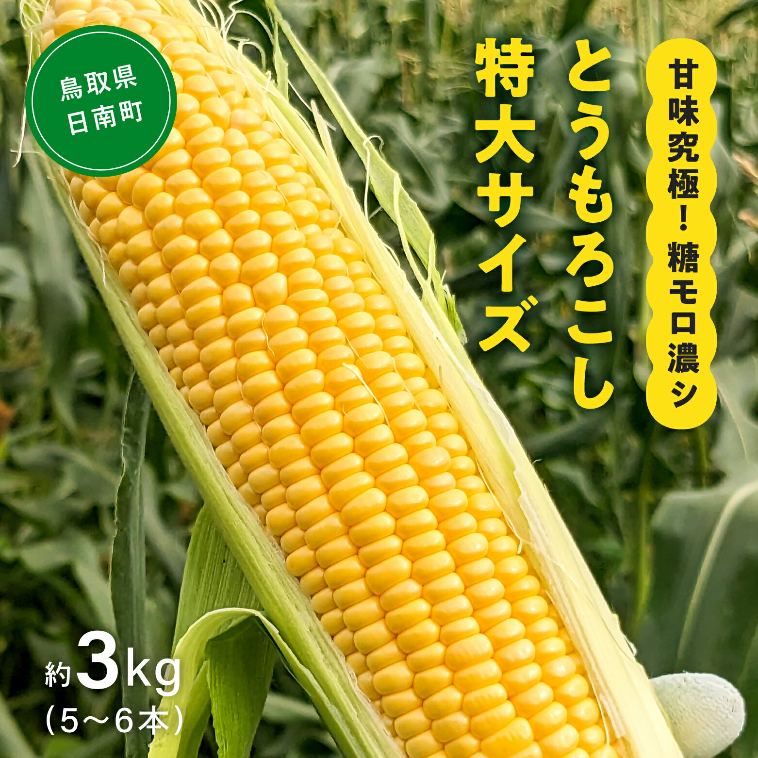 【ふるさと納税】甘味究極！ 糖モロ濃シ 特大サイズ 3kg(5～6本)【とうもろこし】朝どれ直送 スイートコーン 産地直送 【配送不可地域：離島】 鳥取県日南町 星の農園