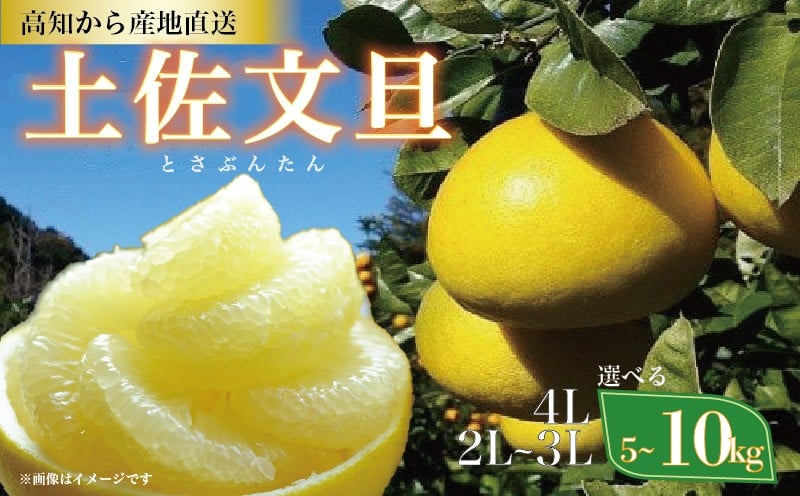 
                  期間限定 文旦 土佐文旦 2L~4Lサイズ 5~10kg ( ご 家庭用 ) ぶんたん ブンタン みかん 柑橘 ミカン 蜜柑 かんきつ 果物 くだもの フルーツ 家庭用文旦 自宅用 文旦詰め合わせ 文旦箱 文旦高知 文旦産地直送 文旦特産 分担 大玉 中玉 柑橘セット フルーツセット 柑橘類 国産 旬 季節限定 産地直送 高知県 特産 高知 黒潮町 植田農園
                