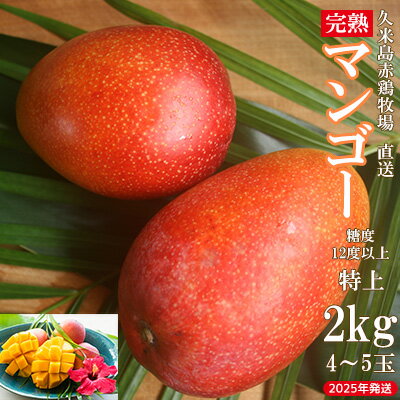 【ふるさと納税】【2026年発送】久米島赤鶏牧場 直送！糖度12度以上「特上」完熟マンゴー 約2kg（4～5玉） マンゴー 完熟 アップルマンゴー アーウィン 甘い 濃厚 循環型農業 減農薬栽培 牧場 養鶏 和牛 久米島の久米仙 酒粕 月桃 ウコン 芳醇 爽やか 南国フルーツ ギフト