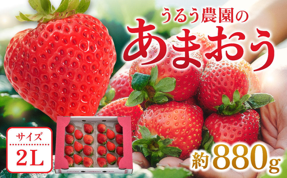 【2027年3月～4月発送】うるう農園のあまおう(2Lサイズ)約220g×4P(約880g) あまおう(2Lサイズ) 約220g×4P(約880g)
