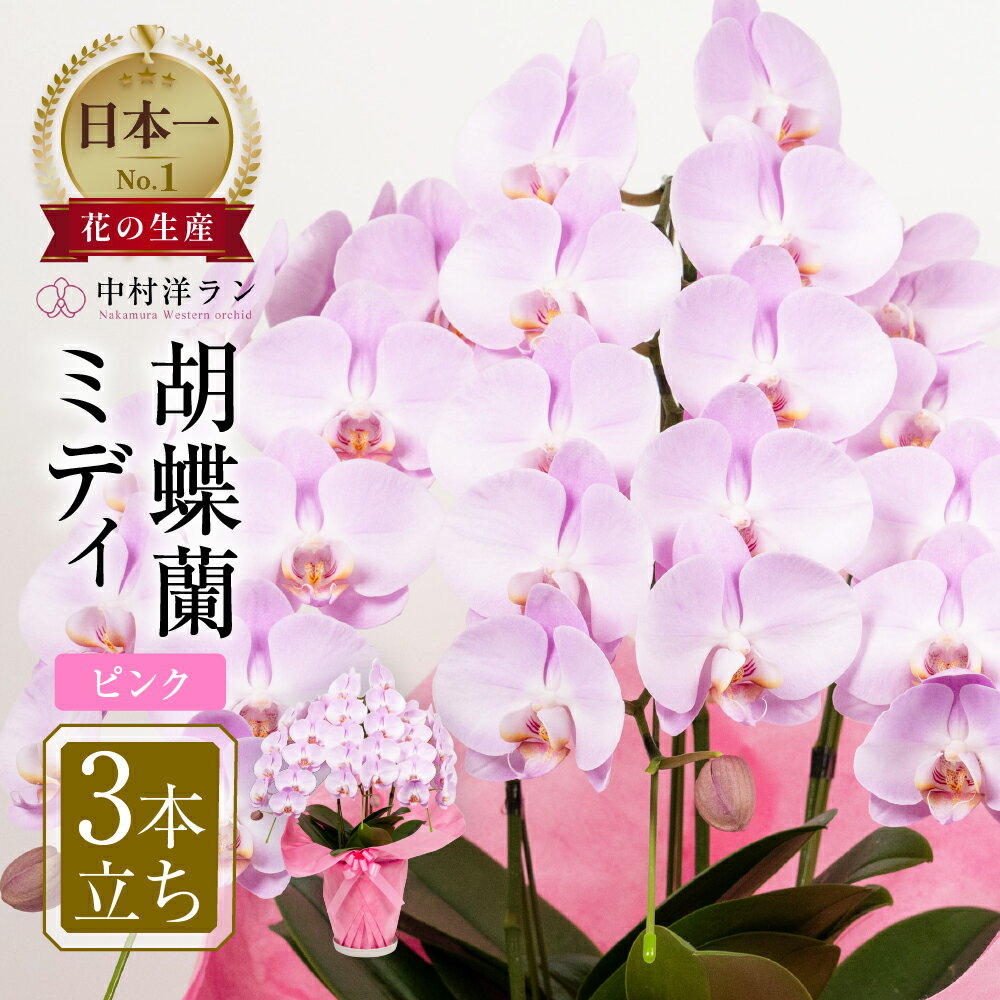 【ふるさと納税】高評価☆4.8 胡蝶蘭 ミディ 中村洋ラン ピンク 3本立ち (25輪〜30輪) 陶器鉢寄せ植え ギフト 鉢花 蘭 プレゼント 洋ラン 生花 お花 お祝い 開店祝い 就任祝い 冠婚葬祭 蘭 母の日 新築祝い 記念日 ギフト 贈り物