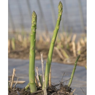 
                  北海道富良野産アスパラ　L・M混合　1kg50本前後　ご自宅用にも【1710878】
                