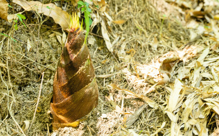 【生産者直送】春の恵み たけのこ 約4kg 以上 (2~5本) 【2026年4月上旬発送開始】 やさい 野菜 竹の子 筍 タケノコ 熊本県産