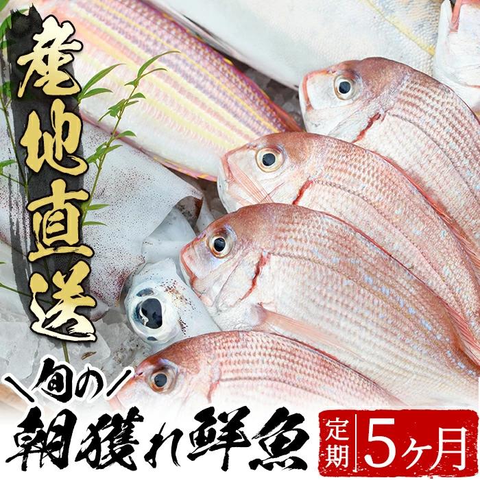 旬の朝獲れ鮮魚コース 5ヵ月定期便！その日獲れたての鮮魚や活魚！漁協だからできる産地直送の定期便【えびす市場】【E-134H】