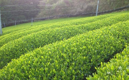 宇治抹茶ラテ&宇治抹茶入青汁セットB 抹茶 抹茶ラテ 青汁 抹茶青汁 宇治抹茶 スティック包装 個包装 セット 詰め合わせ 詰合せ ギフト 贈り物 インスタント 簡単 手軽 まっちゃ ラテ 抹茶セット