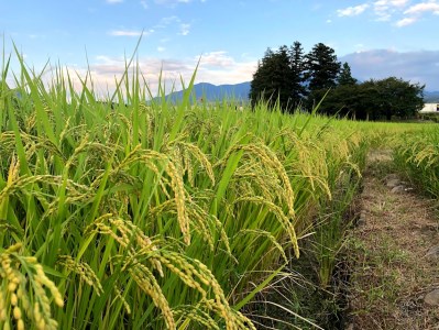 8部づき農林48号 5kg x 2袋