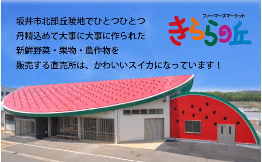 【先行予約】「福井梨」6～8玉 シャキっとした食感♪ あふれ出す果汁！【幸水梨】【2026年8月下旬以降順次発送予定】【梨 なし 和梨 先行予約 ナシ フルーツ 甘い みずみずしい 果実 果物 新鮮 お土産 贈り物 旬の果物】 [A-1007_08]